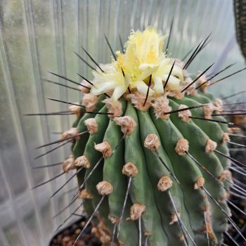 Copiapoa cinerea var. dealbata / longispina KK 609